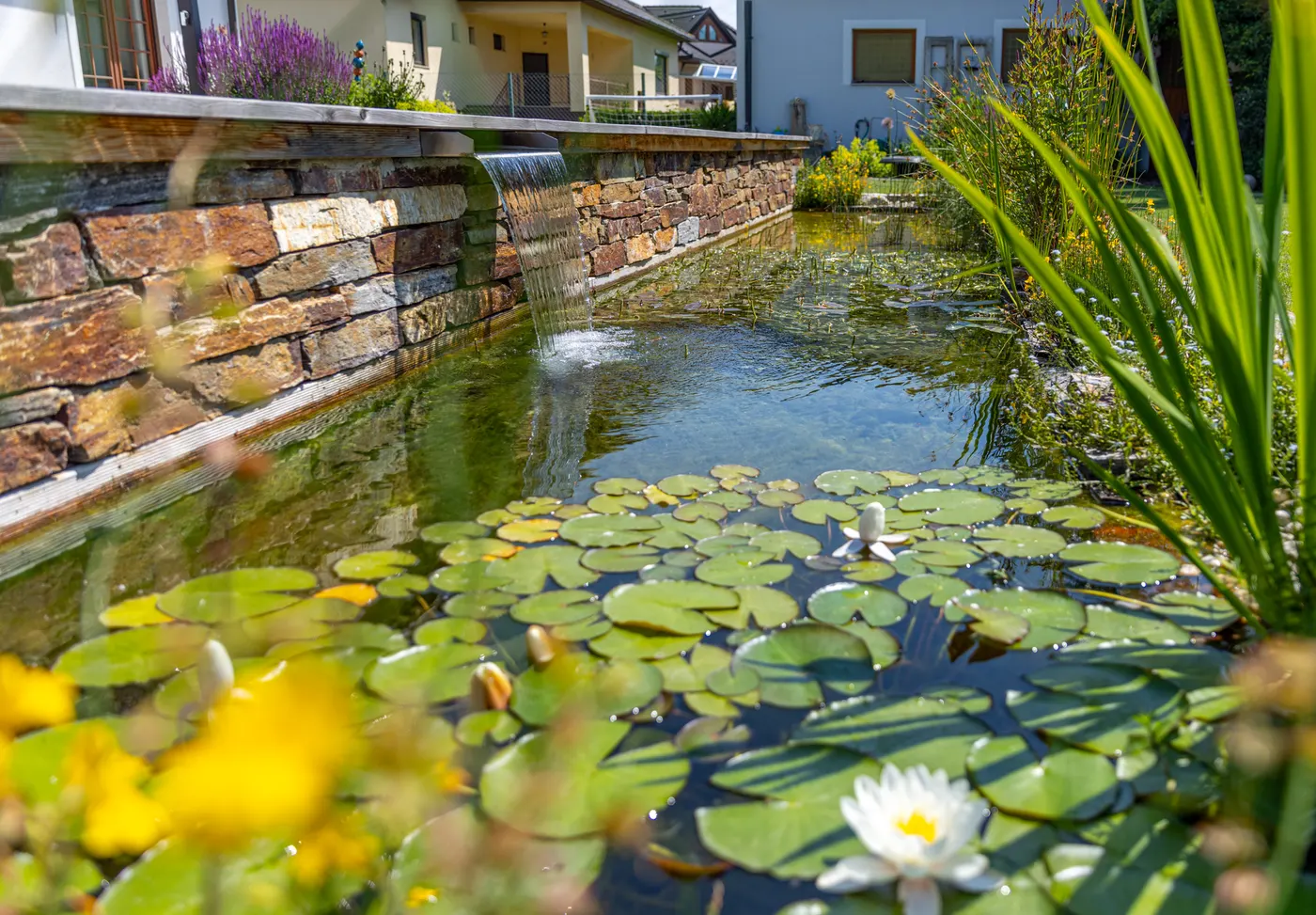 Seerosen in der Regenerationszone des Naturpools