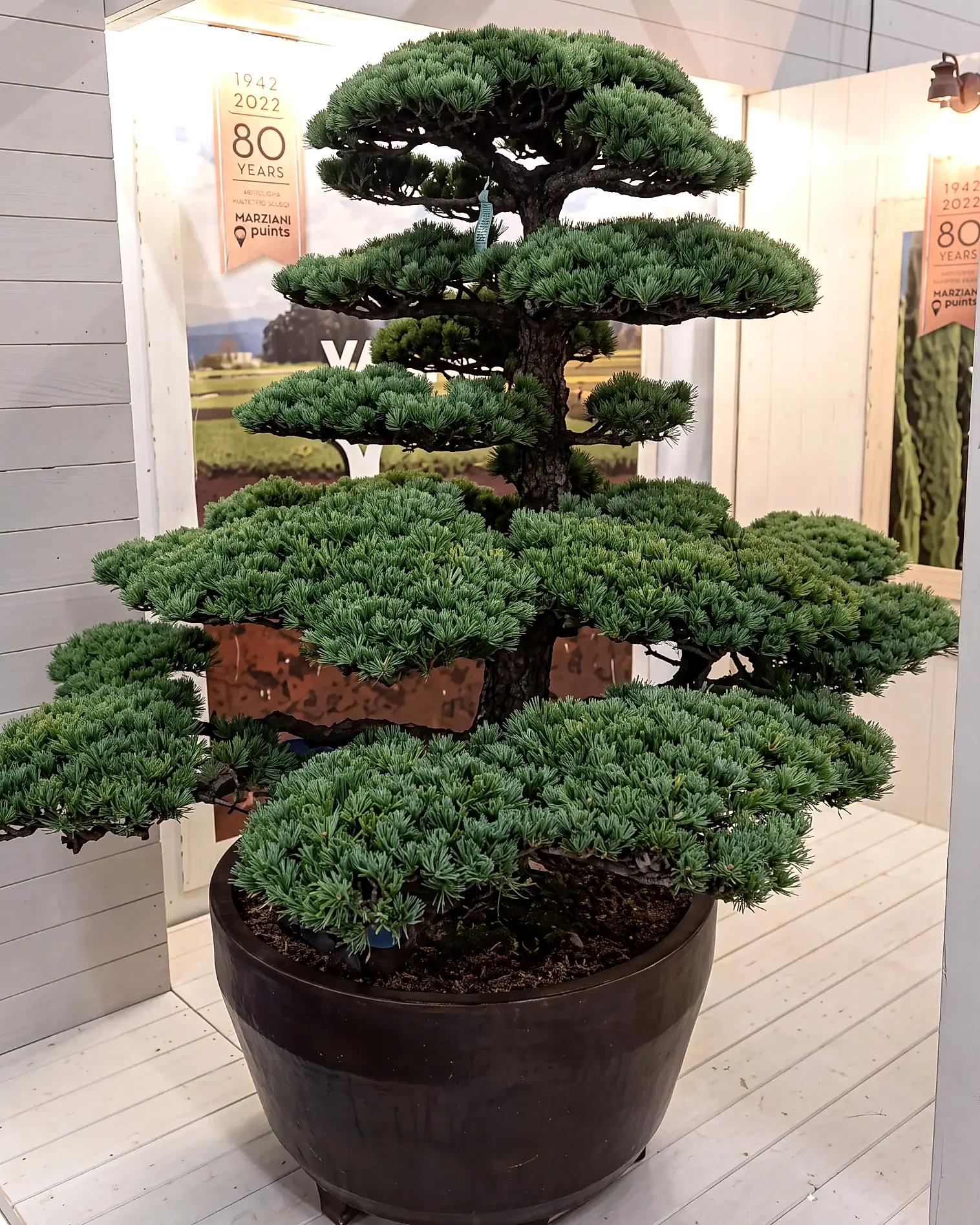 Kiefer als Gartenbonsai mit waagrecht ausgebreiteten Nadelpolstern in einer dunklen Schale