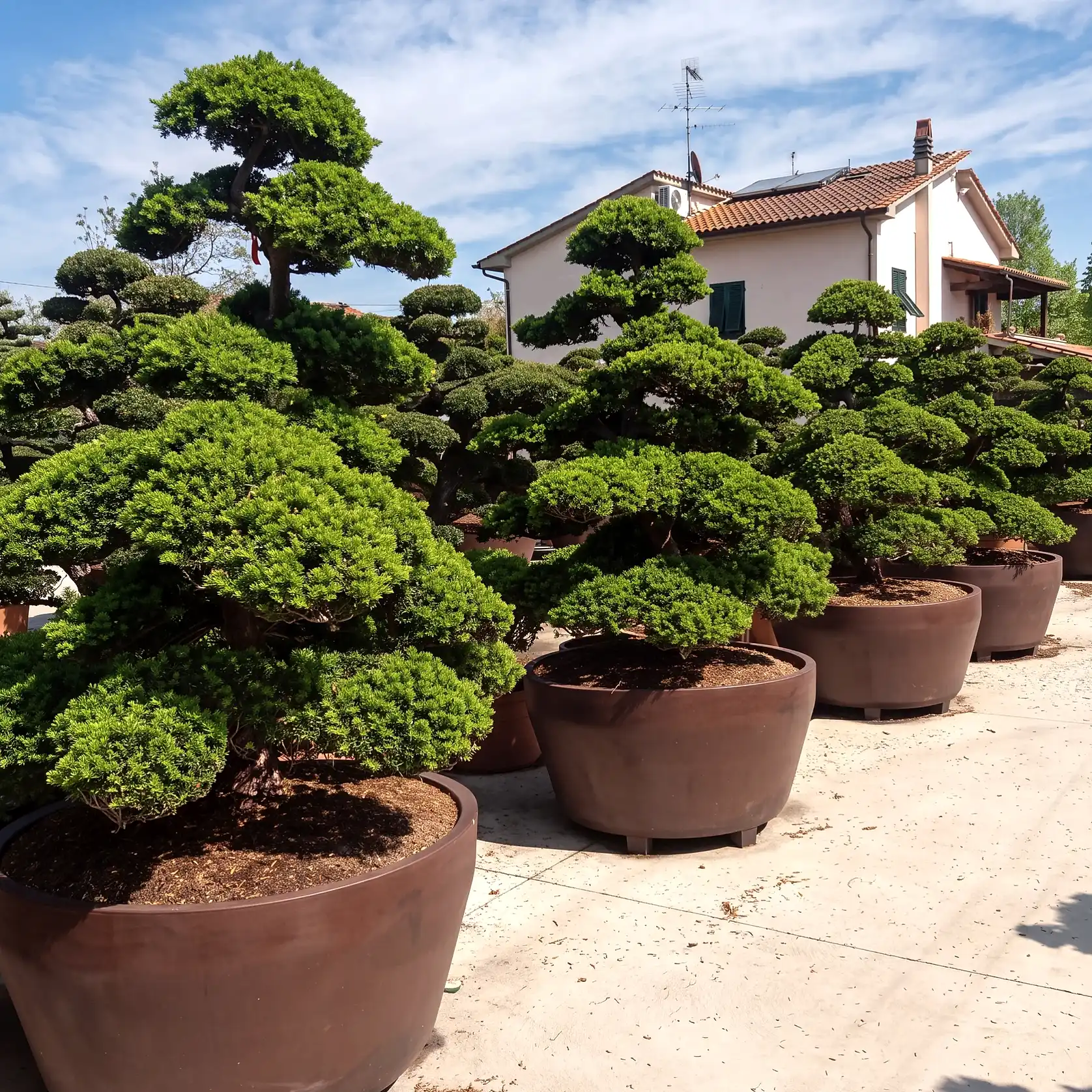 Reihen von Gartenbonsai in großen Schalen auf einem Stellplatz, dahinter ein Wohnhaus mit Ziegeldach