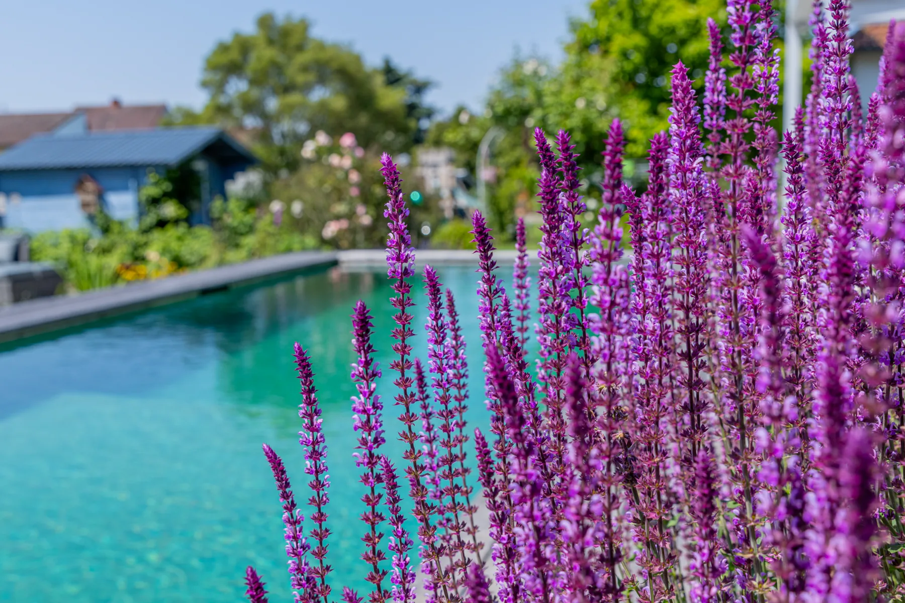 Naturpool mit türkisem Wasser, davor blühender Blutweiderich