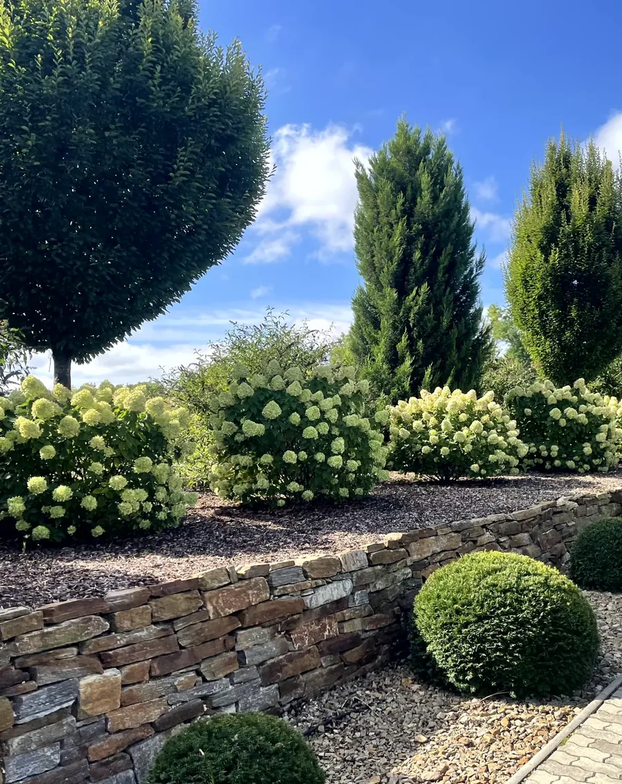 Gestalteter Garten mit Formgehölzen, Hortensien und Natursteinmauer