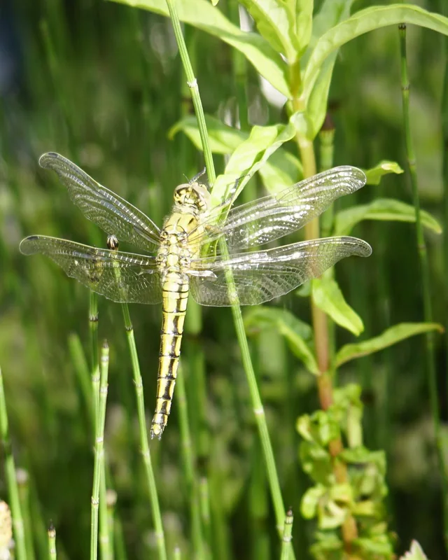 Libelle auf einem Halm am Ufer eines Schwimmteichs