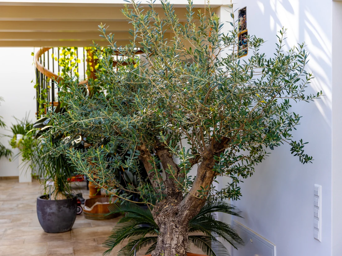 Großer Olivenbaum in einem Kübel als Blickfang in einem hellen Innenraum