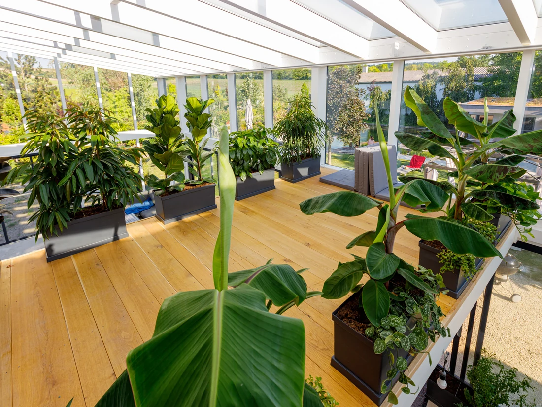 Wintergarten mit Holzboden, Pflanztrögen und Bananenstauden entlang der Glasfront