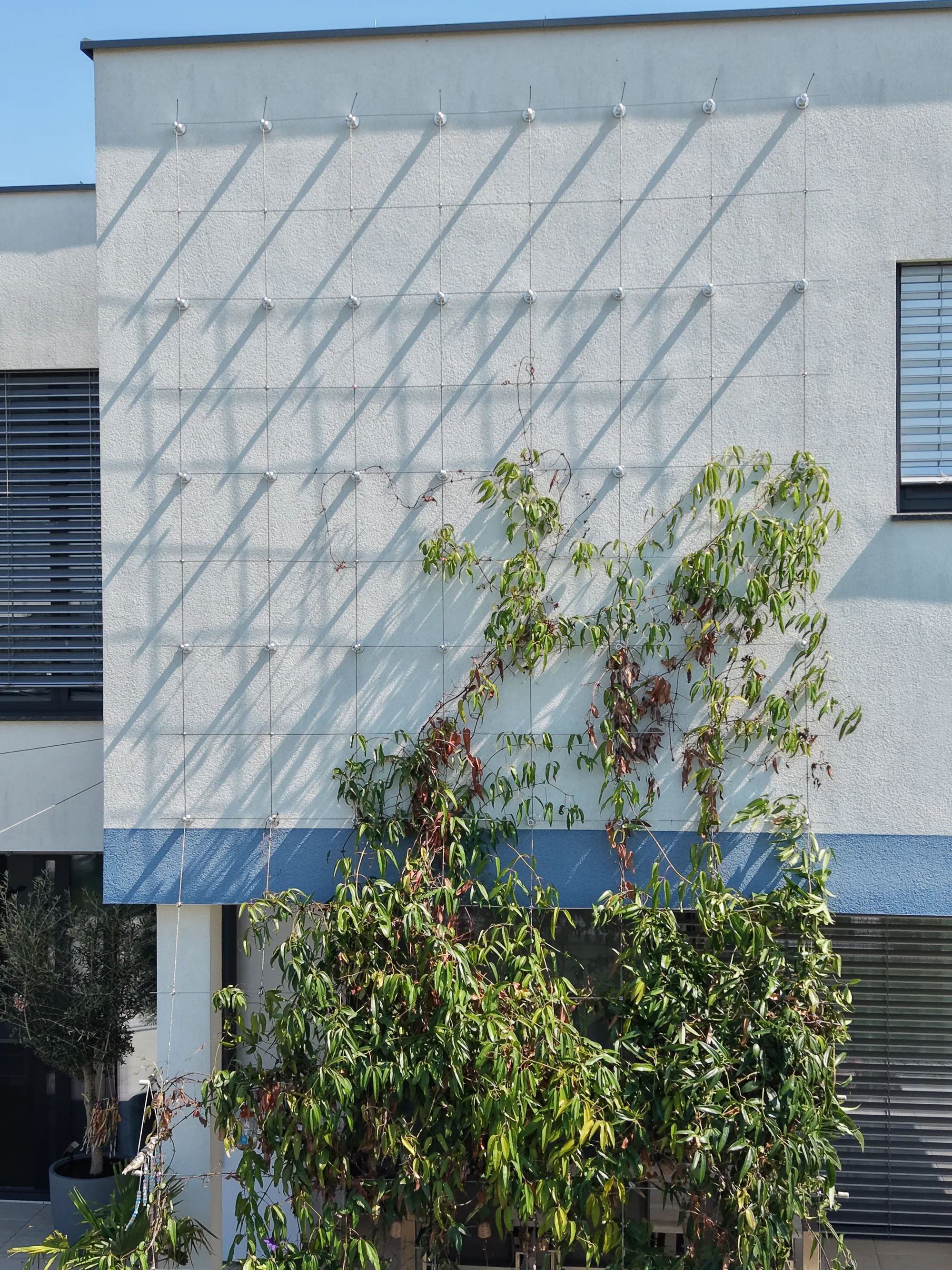 Kletterpflanzen wachsen an den Edelstahlseilen der Fassade empor