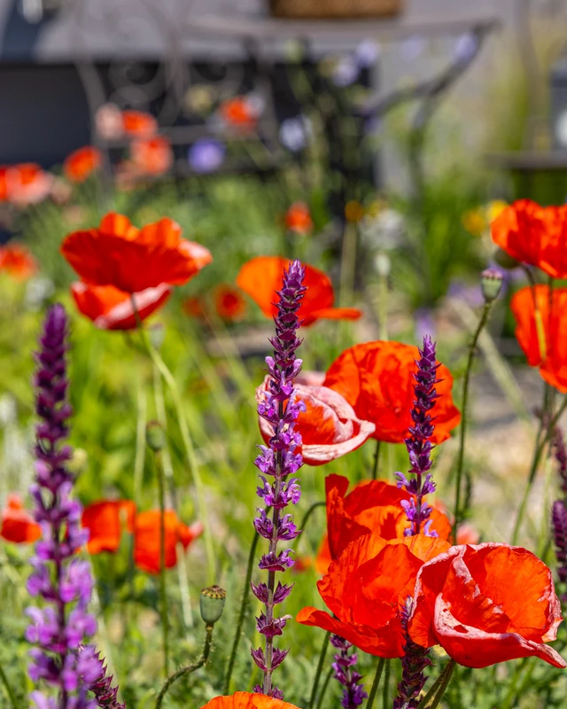 Roter Klatschmohn und violetter Steppensalbei in einem sonnigen Staudenbeet