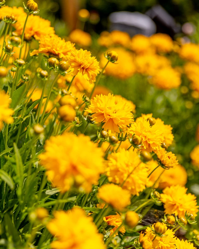 Dichter gelber Ringelblumen-Flor in einem Sommerbeet