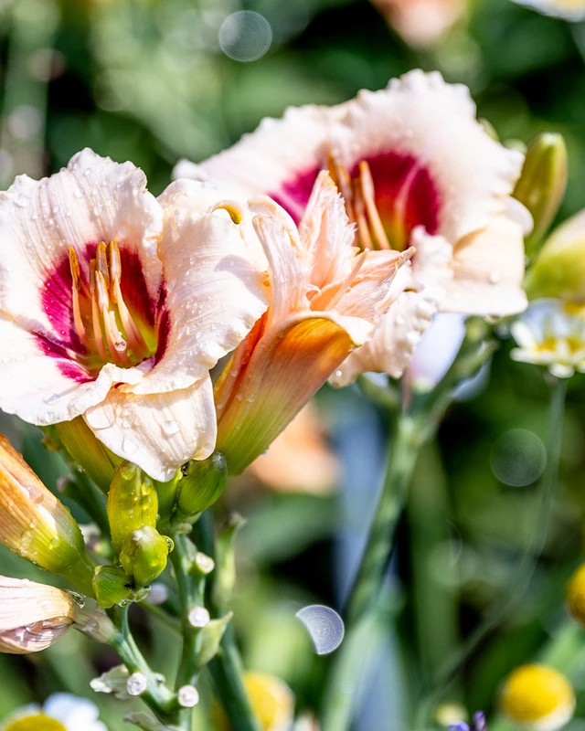 Zartrosa Taglilie mit dunklem Auge in voller Blüte