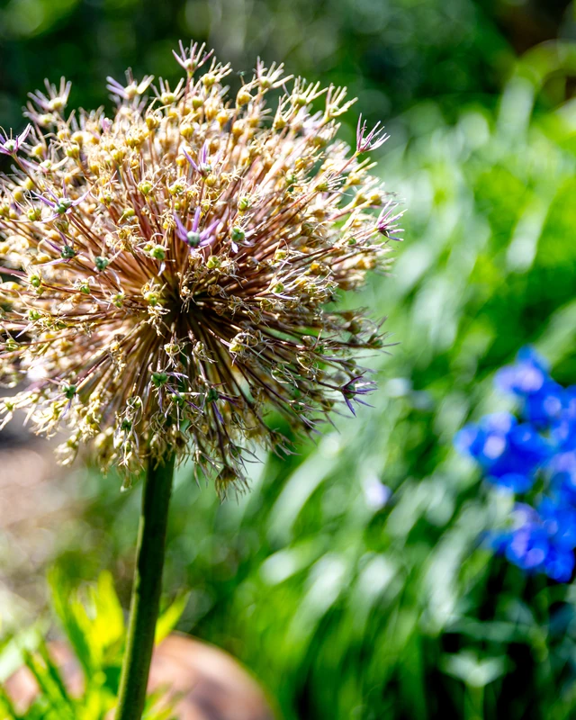 Verblühte Samenkugel eines Zierlauchs vor blauem Rittersporn