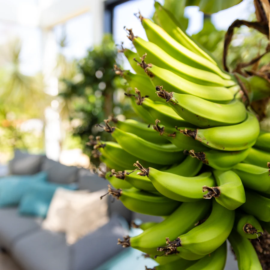 Grüner Fruchtstand einer Bananenstaude, im Hintergrund die Sitzgruppe des Wintergartens
