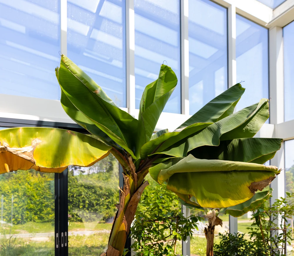 Große Bananenstaude im verglasten Wintergarten, dahinter der Blick in den Garten