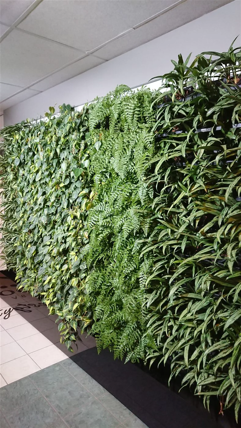 Vertikale Pflanzenwand mit Farnen